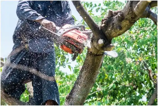 tree services Richlandtown